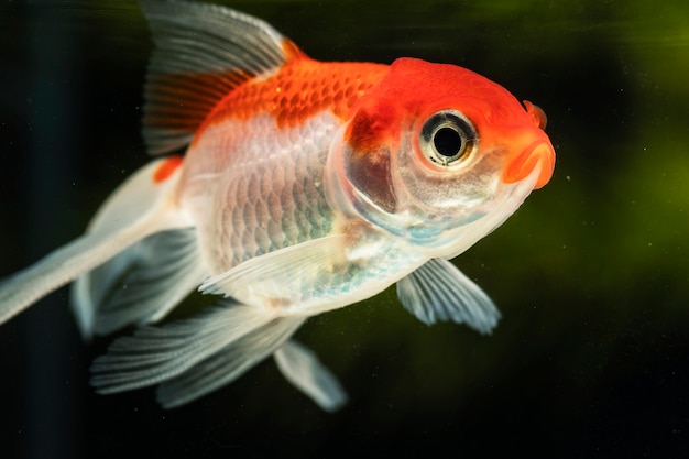 Poisson betta concentré gros plan sur fond flou vert