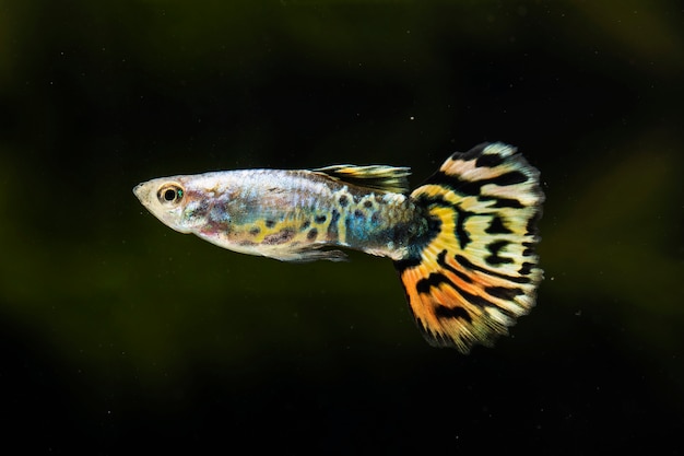 poisson betta "demi-lune" nageant sur le côté