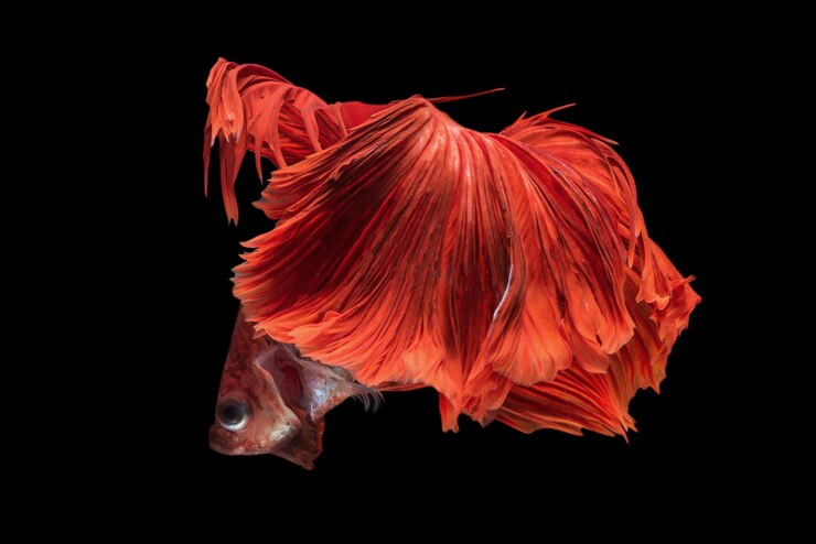 Photo gratuit poisson betta demi-lune