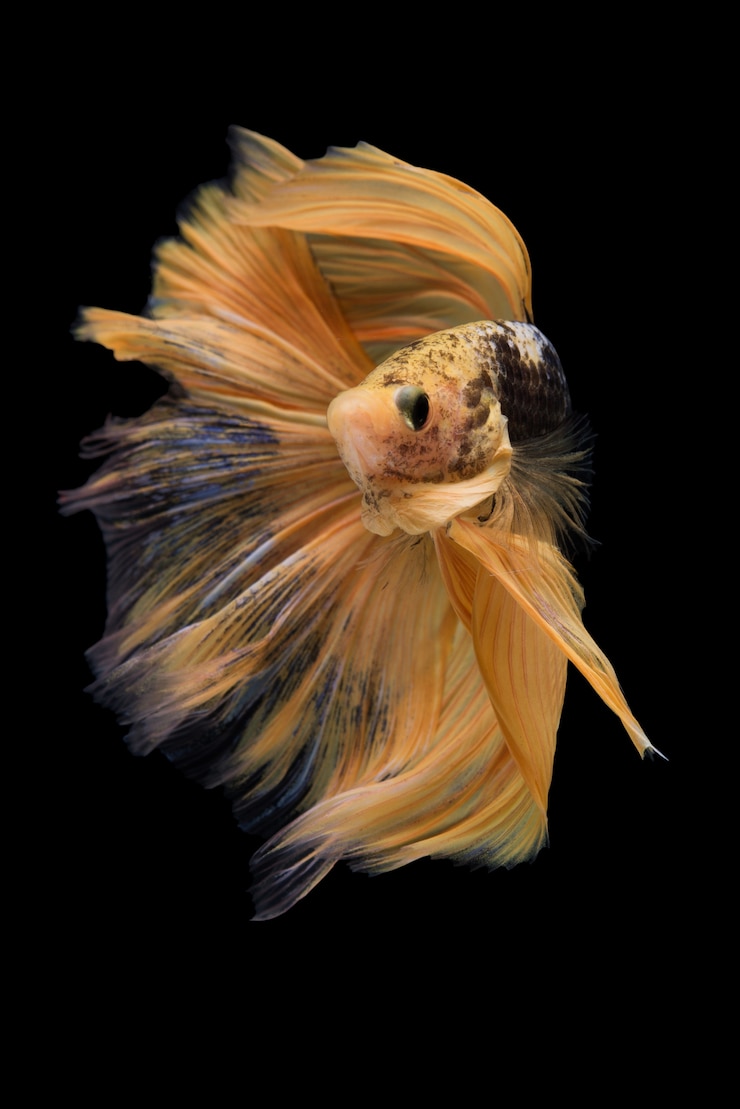 Photo gratuit poisson betta halfmoon