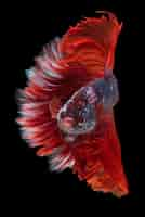 Photo gratuite poisson betta halfmoon