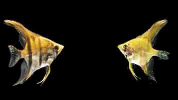 Photo gratuite poisson betta jaune de combat siamois en miroir