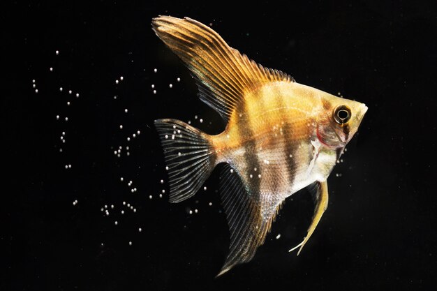 Poisson betta jaune gros plan entouré de bulles