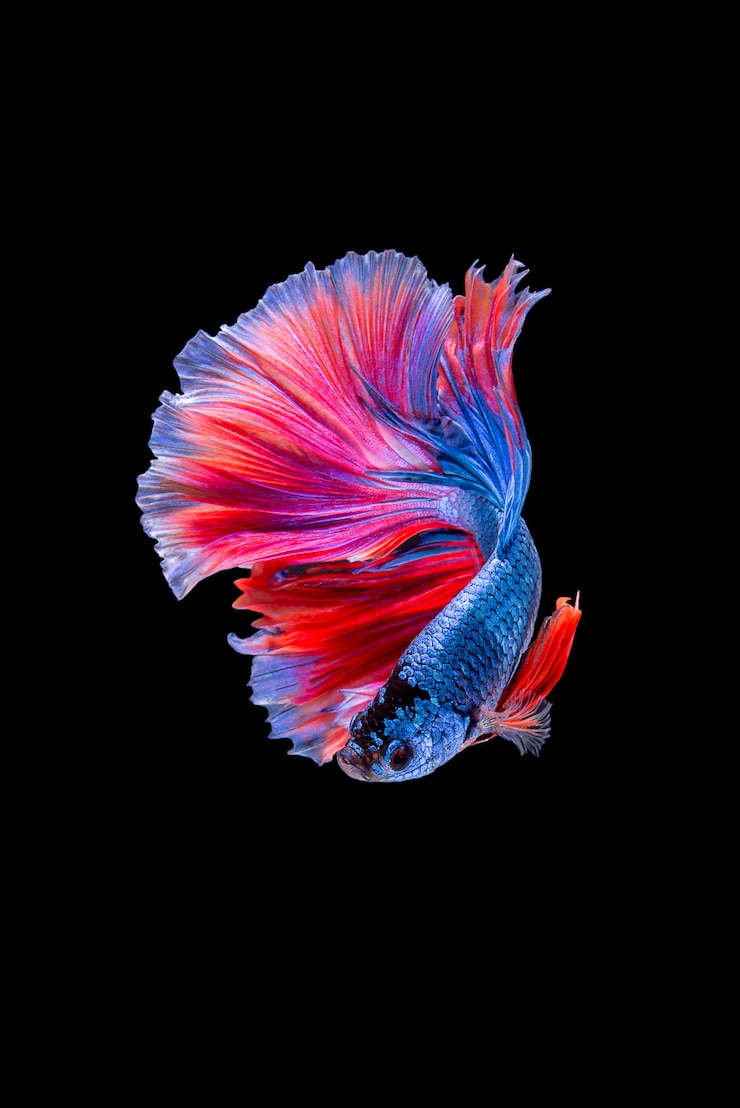 Photo gratuit poisson betta
