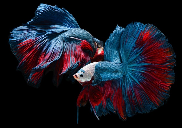 Poisson de combat betta saimese rouge et bleu avec des nageoires flottantes sur fond noir.