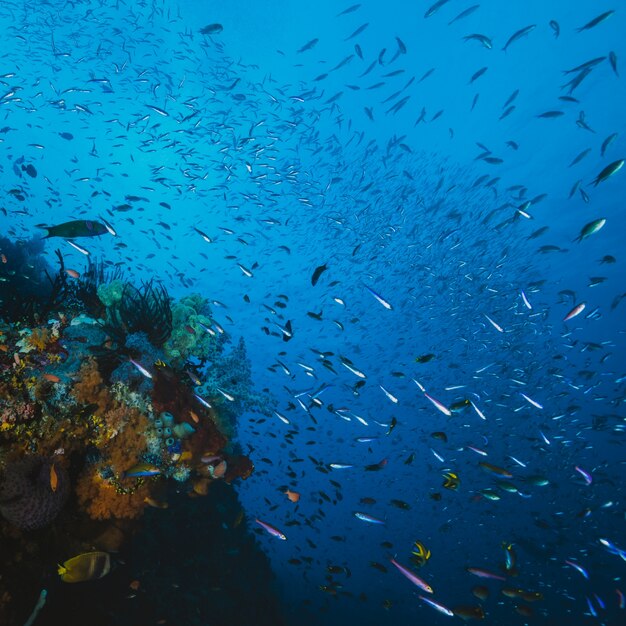 Poisson et corail