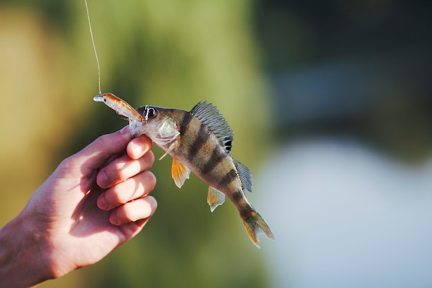 Poisson dans la main du pêcheur