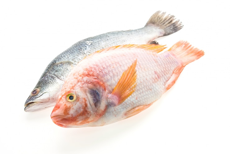 Photo gratuit poisson entier frais