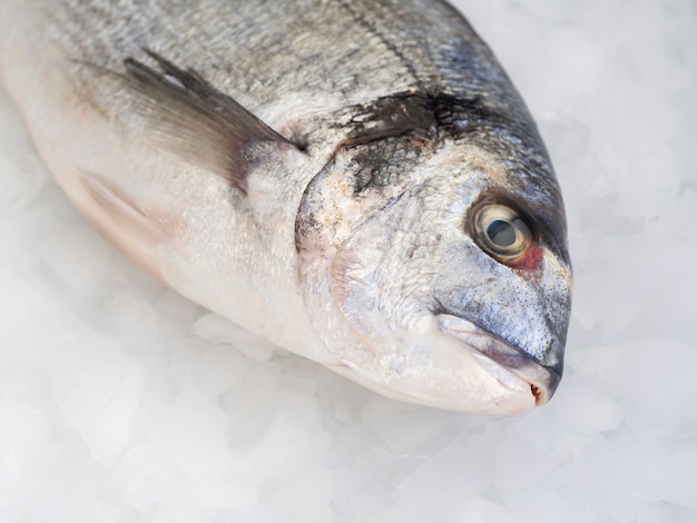 Poisson frais vue de face sur des glaçons