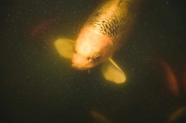 Photo gratuite poisson jaune et blanc dans l'eau