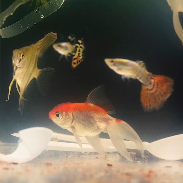 Poisson nageant parmi les matières plastiques