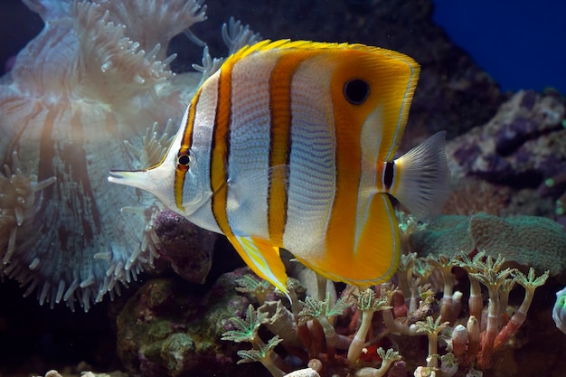 Poisson-papillon à bande de cuivre Chelmon rostratus