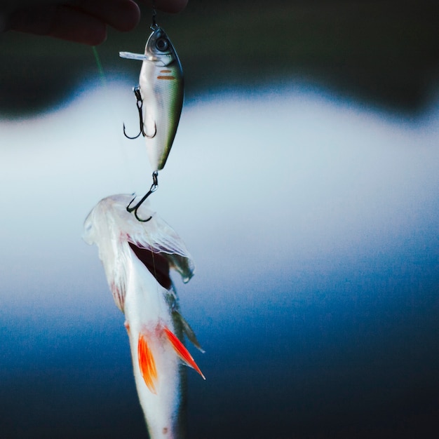 Poisson pêché dans un hameçon