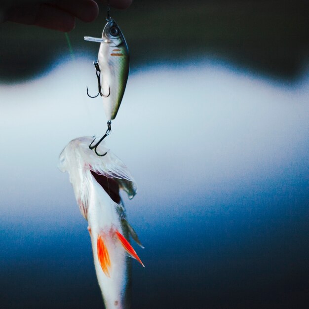 Poisson pêché dans un hameçon