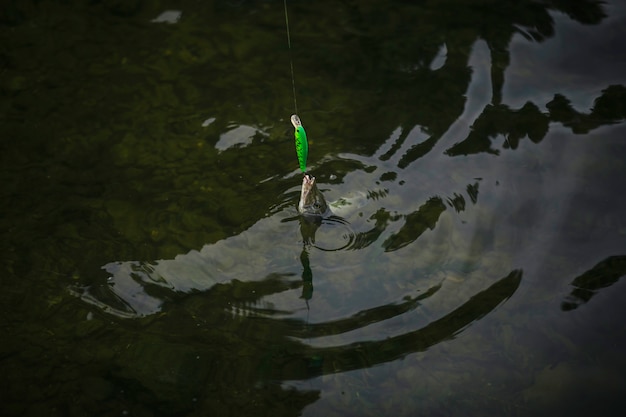 Photo gratuite poisson tiré sur la surface de l'eau