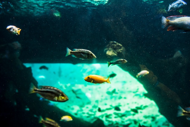 Poissons nageant dans la mer