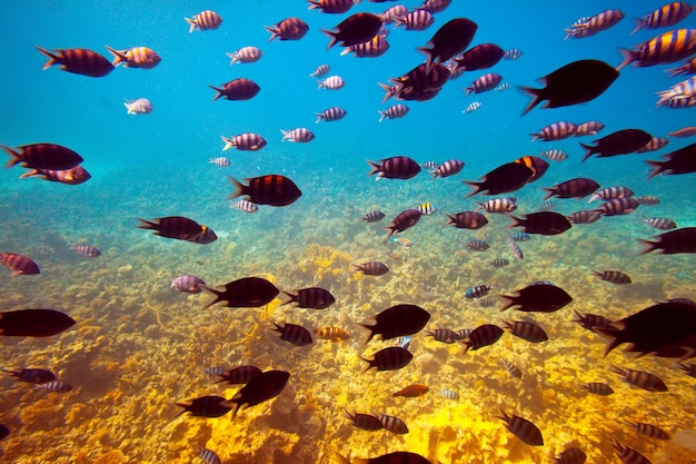 Poissons tropicaux dans la zone des récifs coralliens