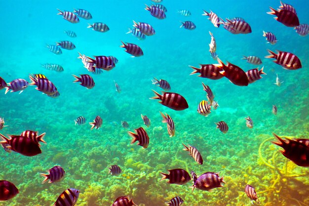 Poissons tropicaux dans la zone des récifs coralliens