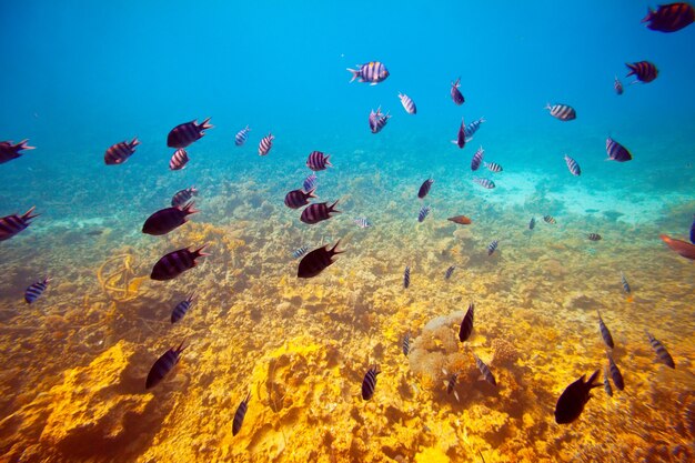 poissons sur la zone de récifs coralliens