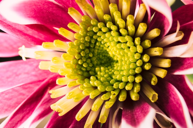 Photo gratuite pollen de chrysanthème magenta