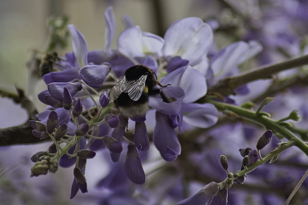 Photo gratuite pollinisation de la glycine au printemps