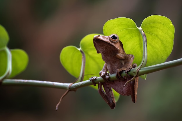 Polypedates otilophus assis sur une branche verte