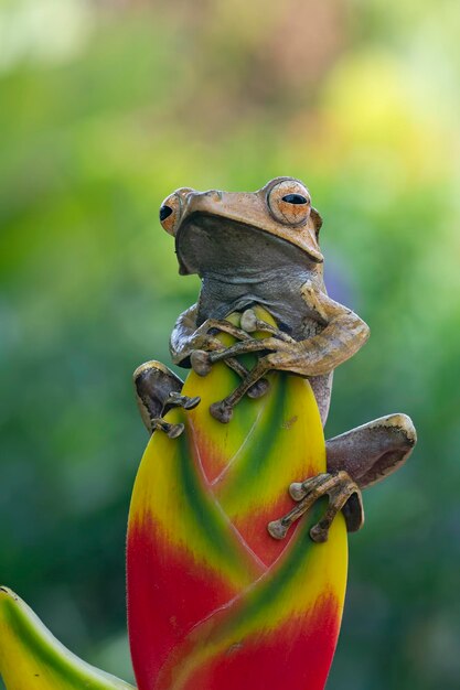 Polypedates otilophus gros plan sur bourgeon rouge