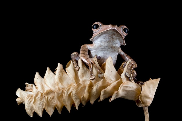 Polypedates otilophus gros plan sur les feuilles sèches