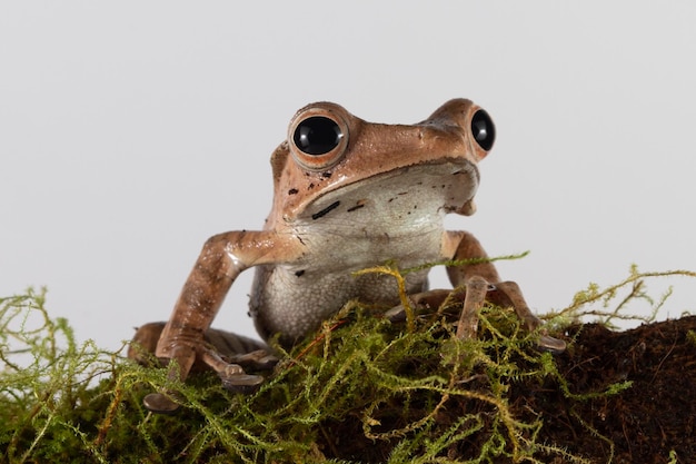 Polypedates otilophus gros plan sur la mousse Polypedates otilophus vue de face gros plan animal