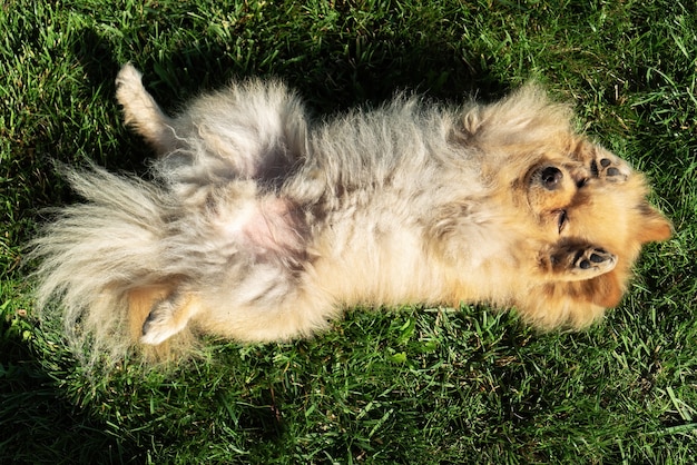 Poméranie avec fourrure jaune couché sur l'herbe sur le dos