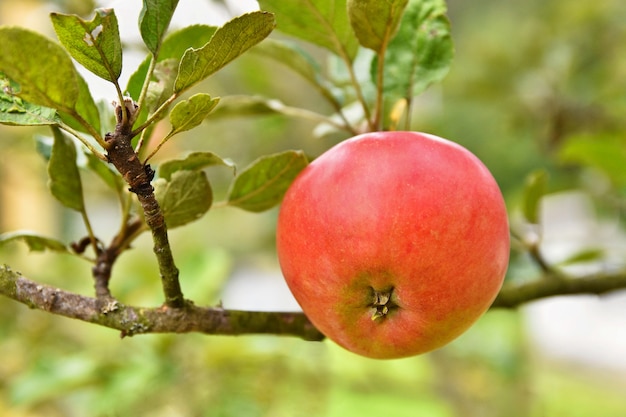 pomme accrochée à un arbre