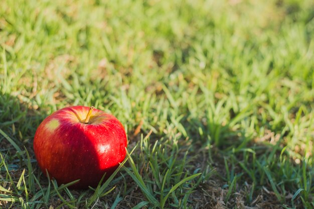 Pomme sur l&#39;herbe