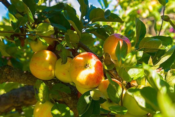 Photo gratuit pommes au pommier