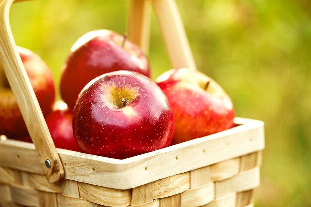 Pommes fraîches et savoureuses au panier en bois sur herbe verte