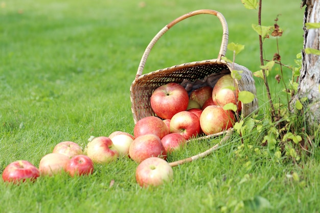 Photo gratuite pommes sur l'herbe