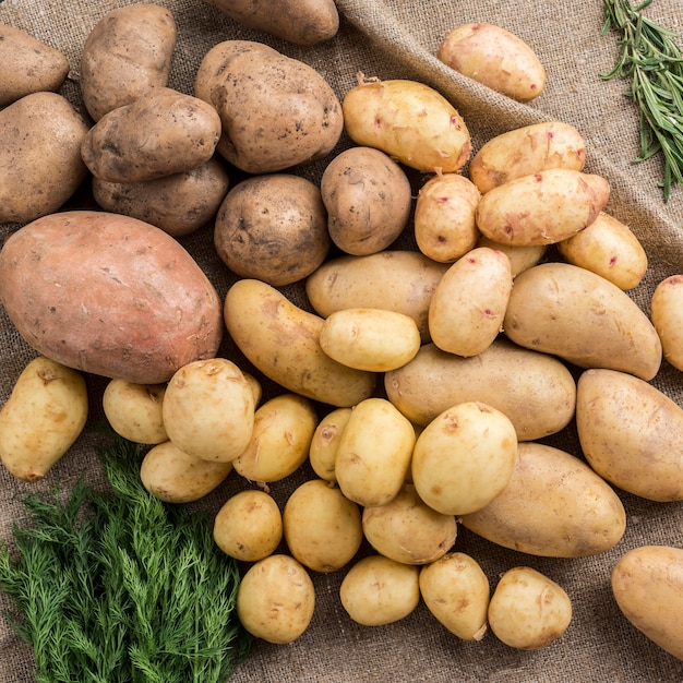 Pommes de terre crues sur table et aneth