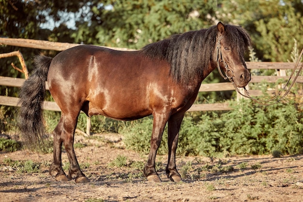 Poney brun attaché debout dans le paddock. Animaux du ranch.