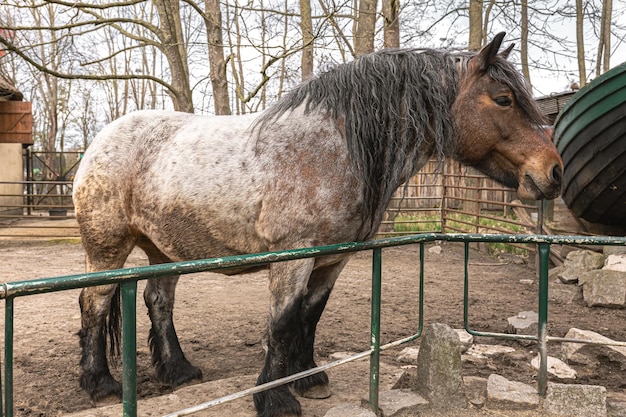 Photo gratuite poney triste dans le zoo animal sauvage en captivité