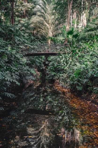 Pont en forêt