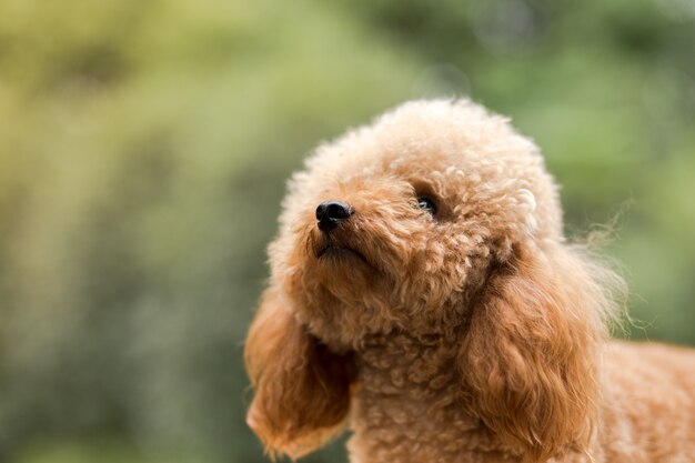 Poodle de jouet sur le champ de gazon