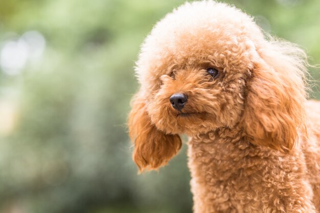 Poodle de jouet sur le champ de gazon