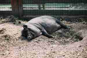 Photo gratuite porc noir gisant sur le sol de la ferme