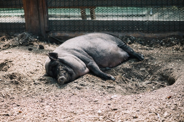 Porc noir gisant sur le sol de la ferme