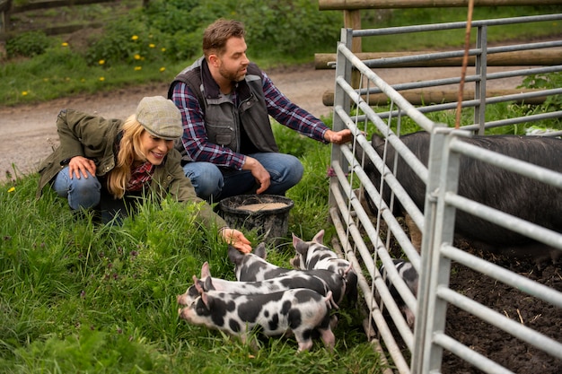 Porcs broutant autour de la ferme