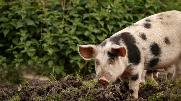Photo gratuite porcs broutant autour de la ferme
