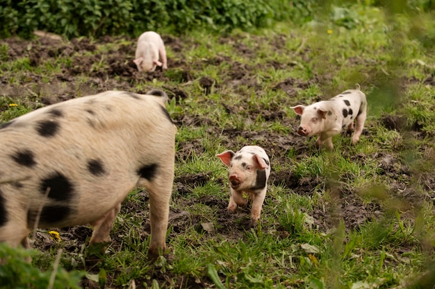Porcs broutant autour de la ferme