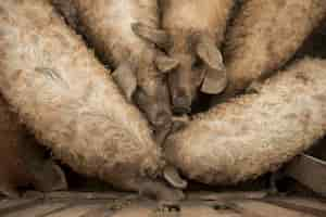 Photo gratuite porcs dans l'herbe d'une ferme