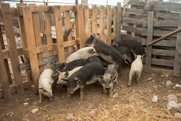 Porcs dans l&#39;herbe d&#39;une ferme