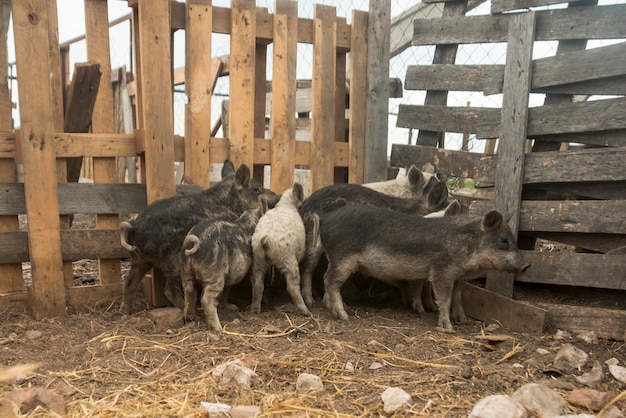 Porcs dans l&#39;herbe d&#39;une ferme