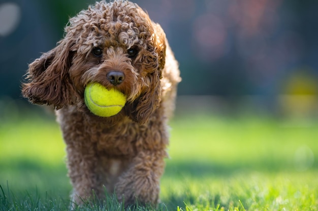 Portrait d'un adorable chien Cavapoo tenant une balle de tennis dans un parc par une journée ensoleillée